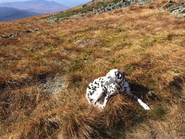 Mizpah chillin in the alpine meadow